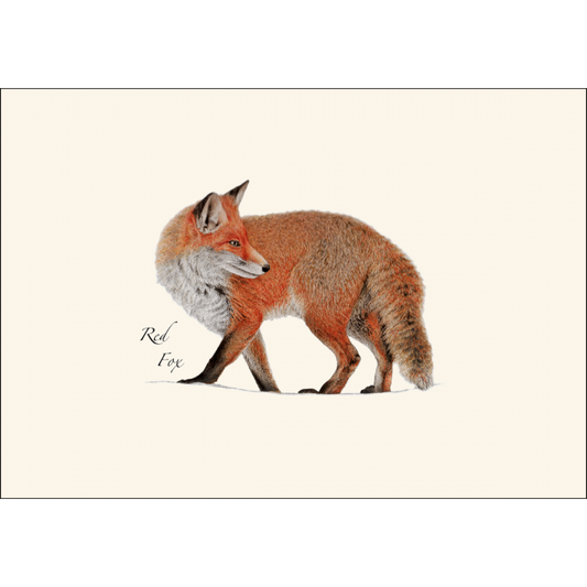 Red Fox Notecard Set