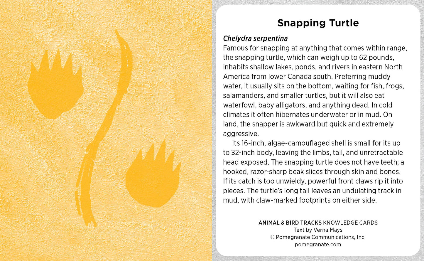 Animal & Bird Tracks: A Handy Reference Knowledge Cards: A Handy Reference Knowledge Cards
