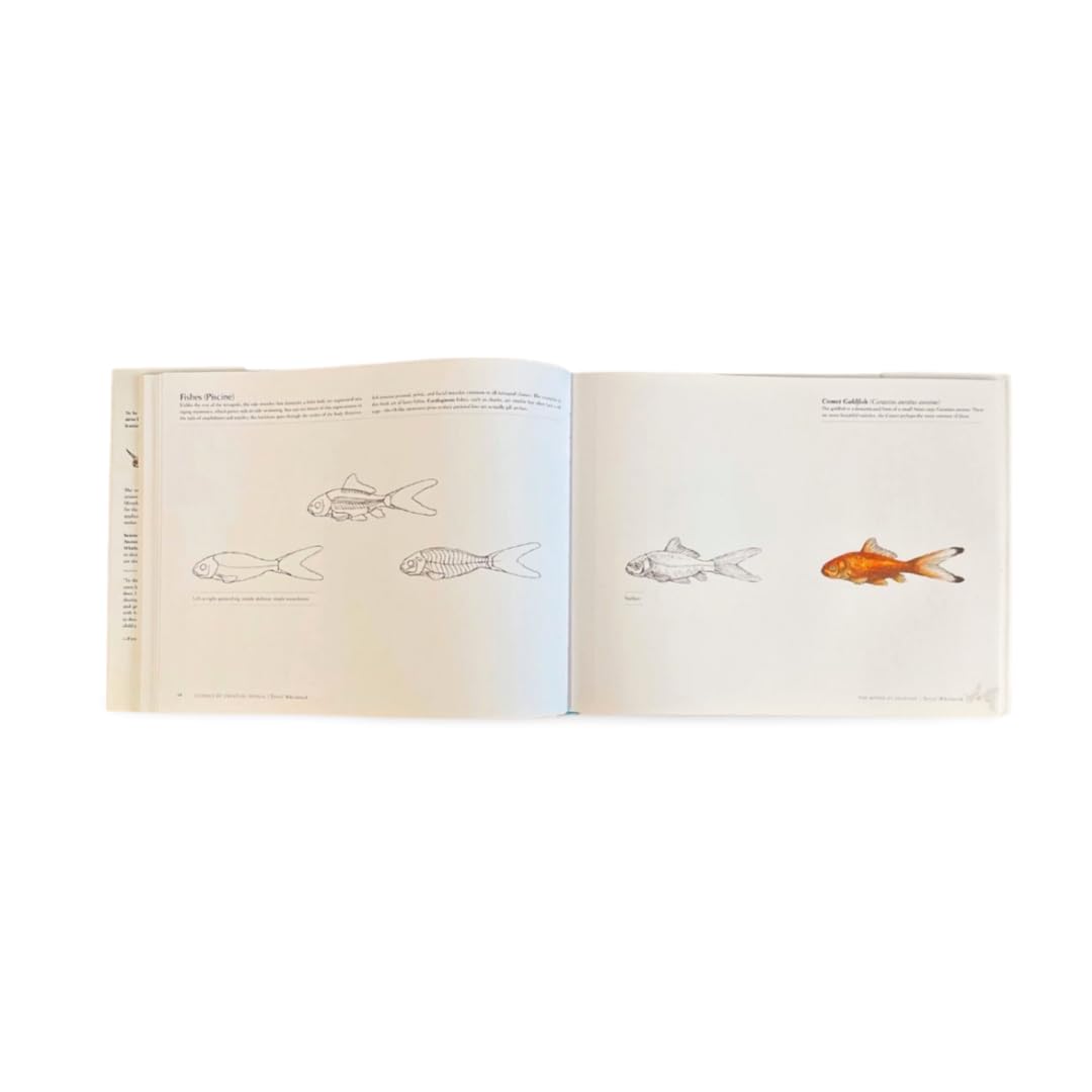 Science of Creature Design: Understanding Animal Anatomy: Understanding Animal Anatomy