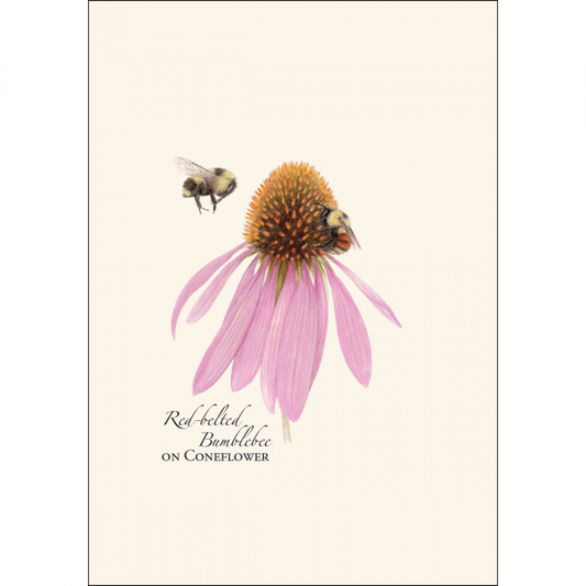 Bumblebee Assortment Notecard Set