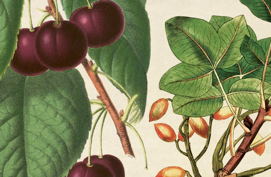 *The Botanical Bakery: 60 Delicious Recipes That Make Your Bakes Blossom
