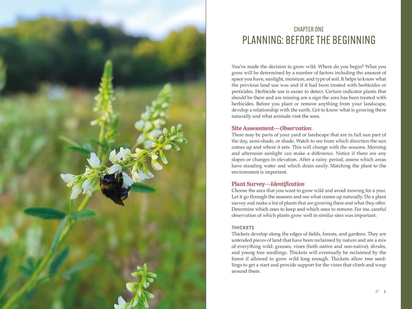 The Forager's Garden: Cultivating Wild Plants for Food & Medicine