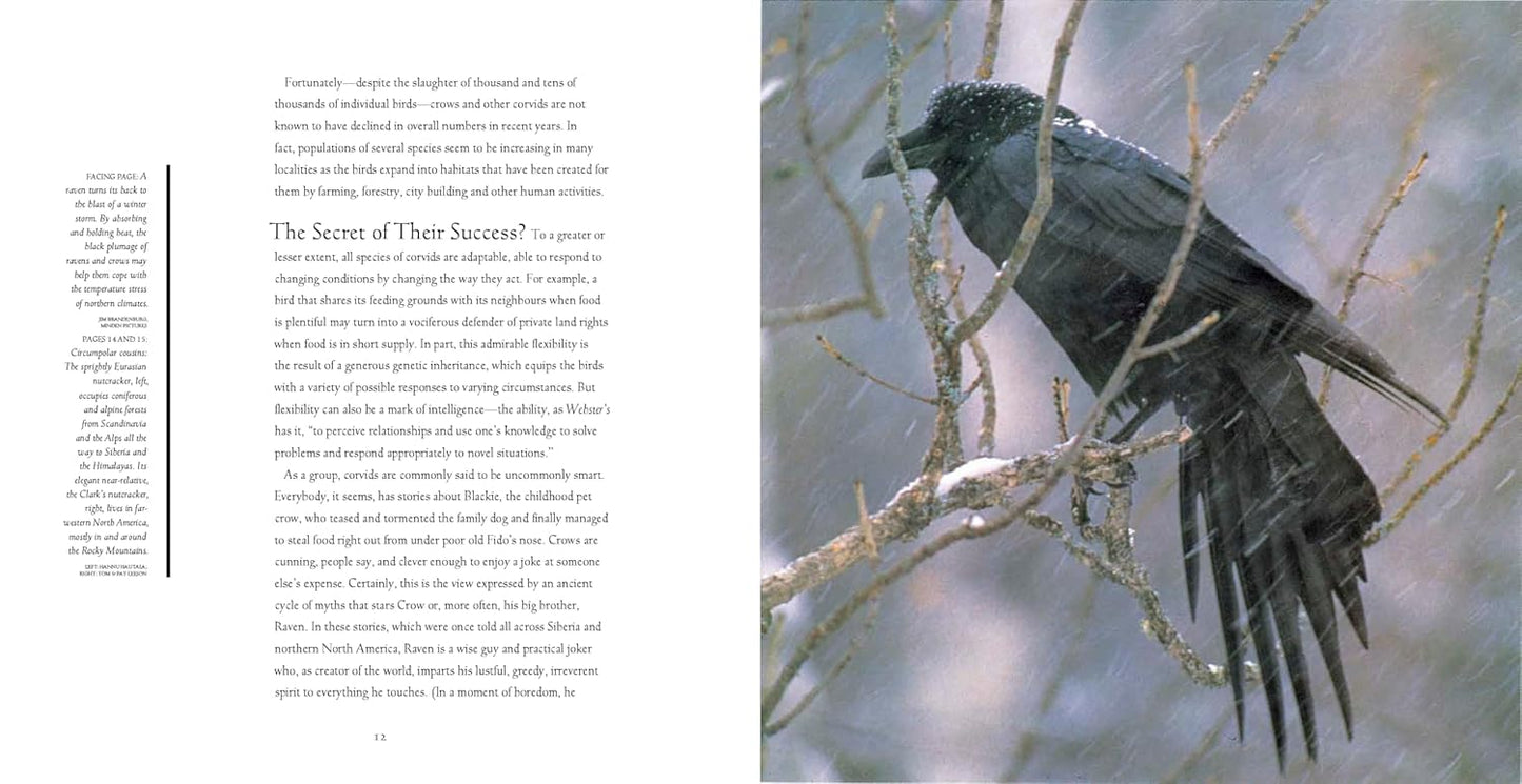 Bird Brains: The Intelligence of Crows, Ravens, Magpies, and Jays: The Intelligence of Crows, Ravens, Magpies, and Jays