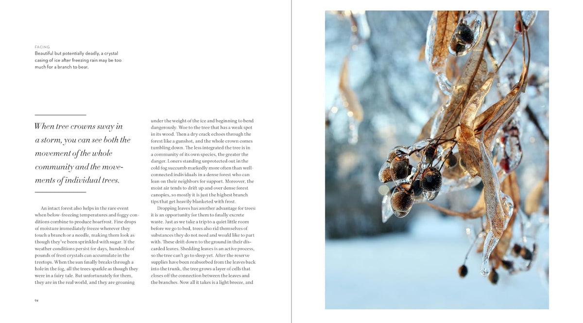The Hidden Life of Trees: The Illustrated Edition
