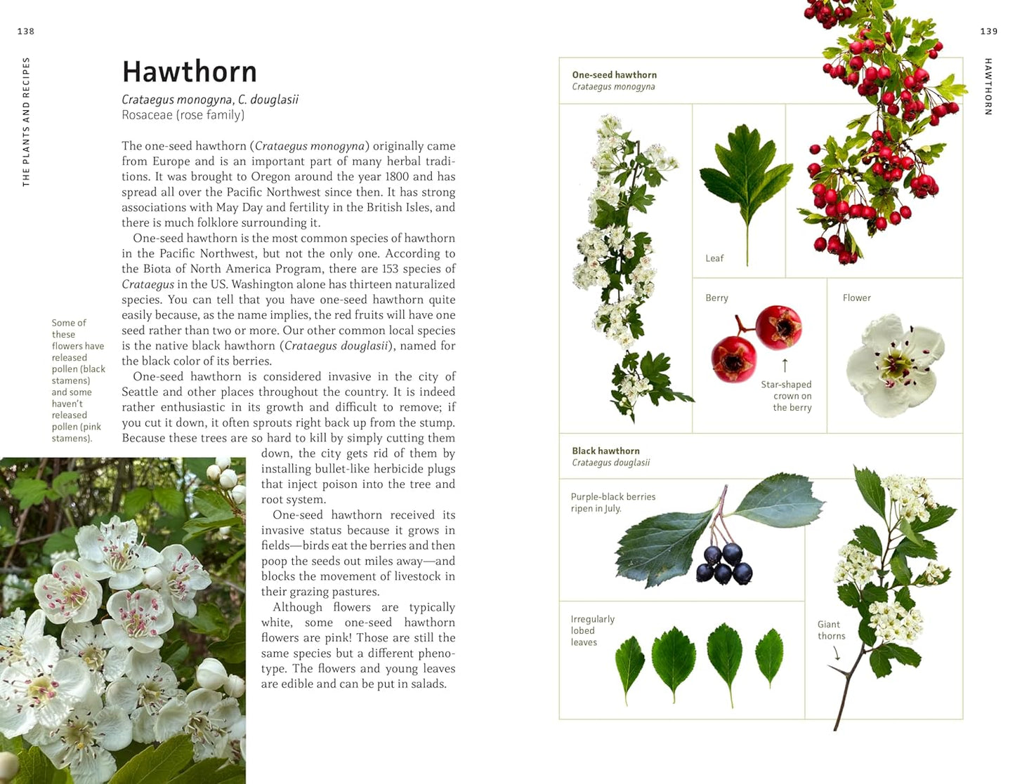 Medicinal Plants of the Pacific Northwest: A Visual Guide to Harvesting and Healing with 35 Common Species: A Visual Guide to Harvesting and Healing with 35 Common Species