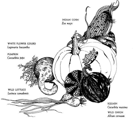 Native Harvests: American Indian Wild Foods and Recipes