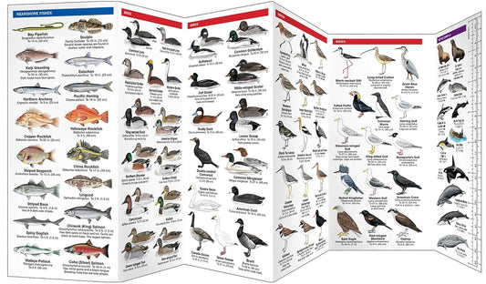 Northwest Seashore Life: A Folding Pocket Guide to Familiar Animals & Plants (2nd Ed)