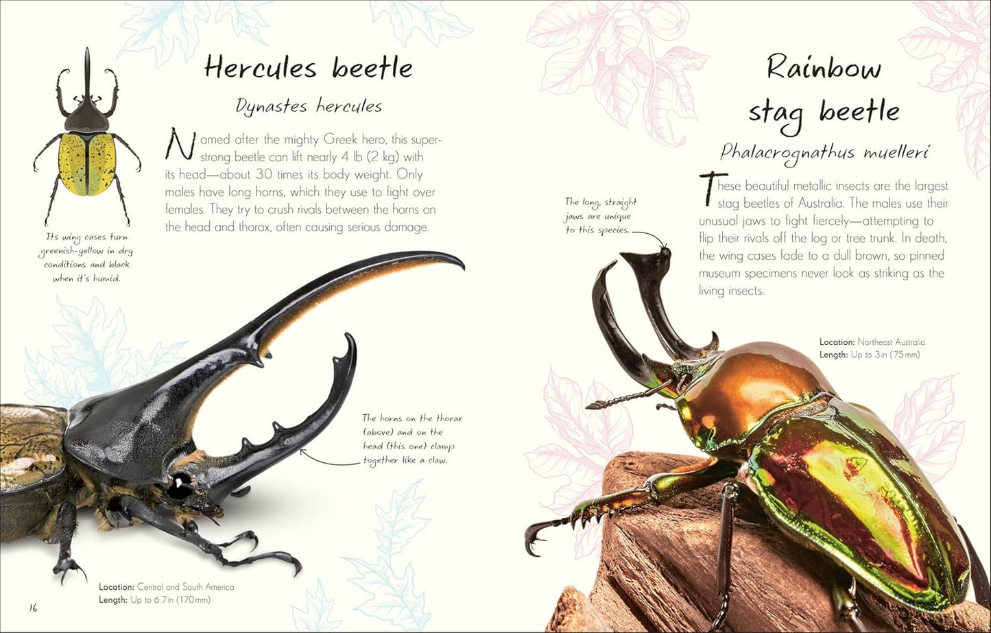 An Anthology of Beetles: A Collection of Brilliant Beetles from Around the World