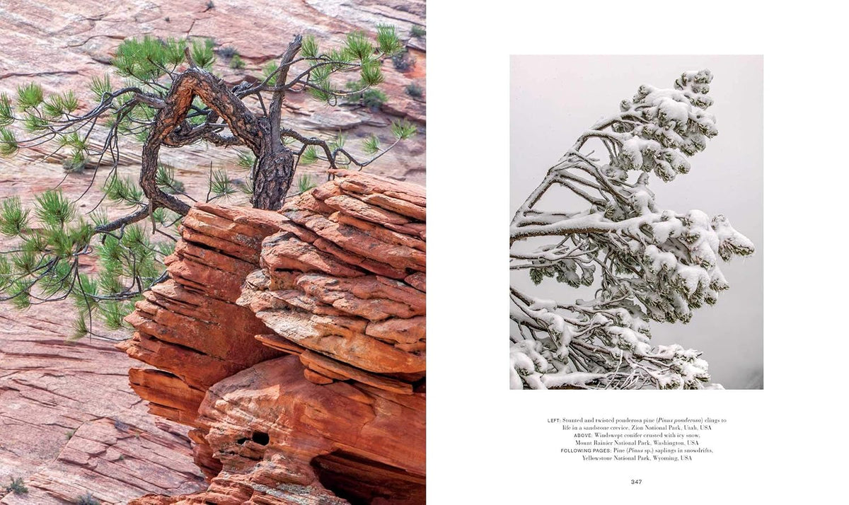 Trees: Between Earth and Heaven (Gift Edition)