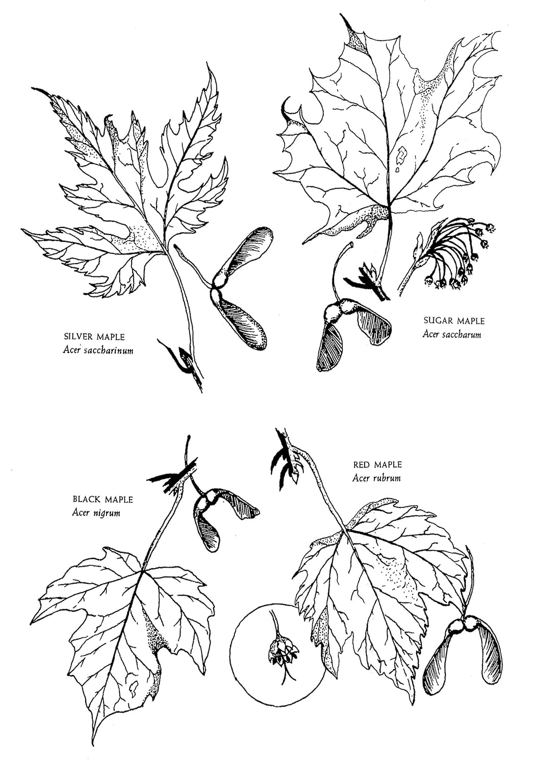 Native Harvests: American Indian Wild Foods and Recipes