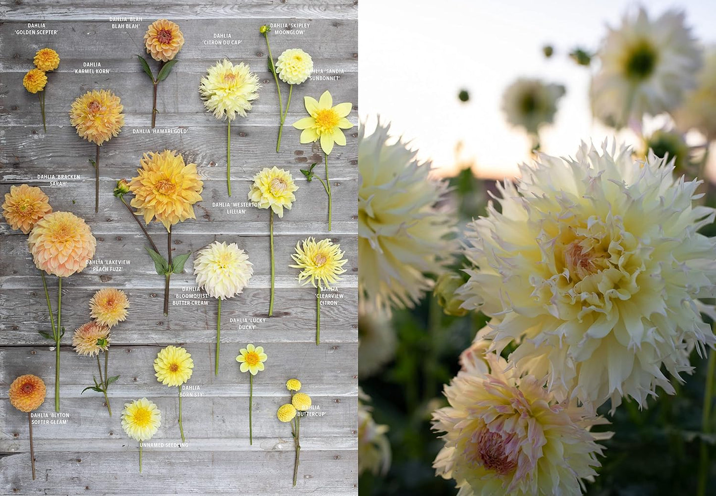 Floret Farm's Discovering Dahlias: A Guide to Growing and Arranging Magnificent Blooms: A Guide to Growing and Arranging Magnificent Blooms