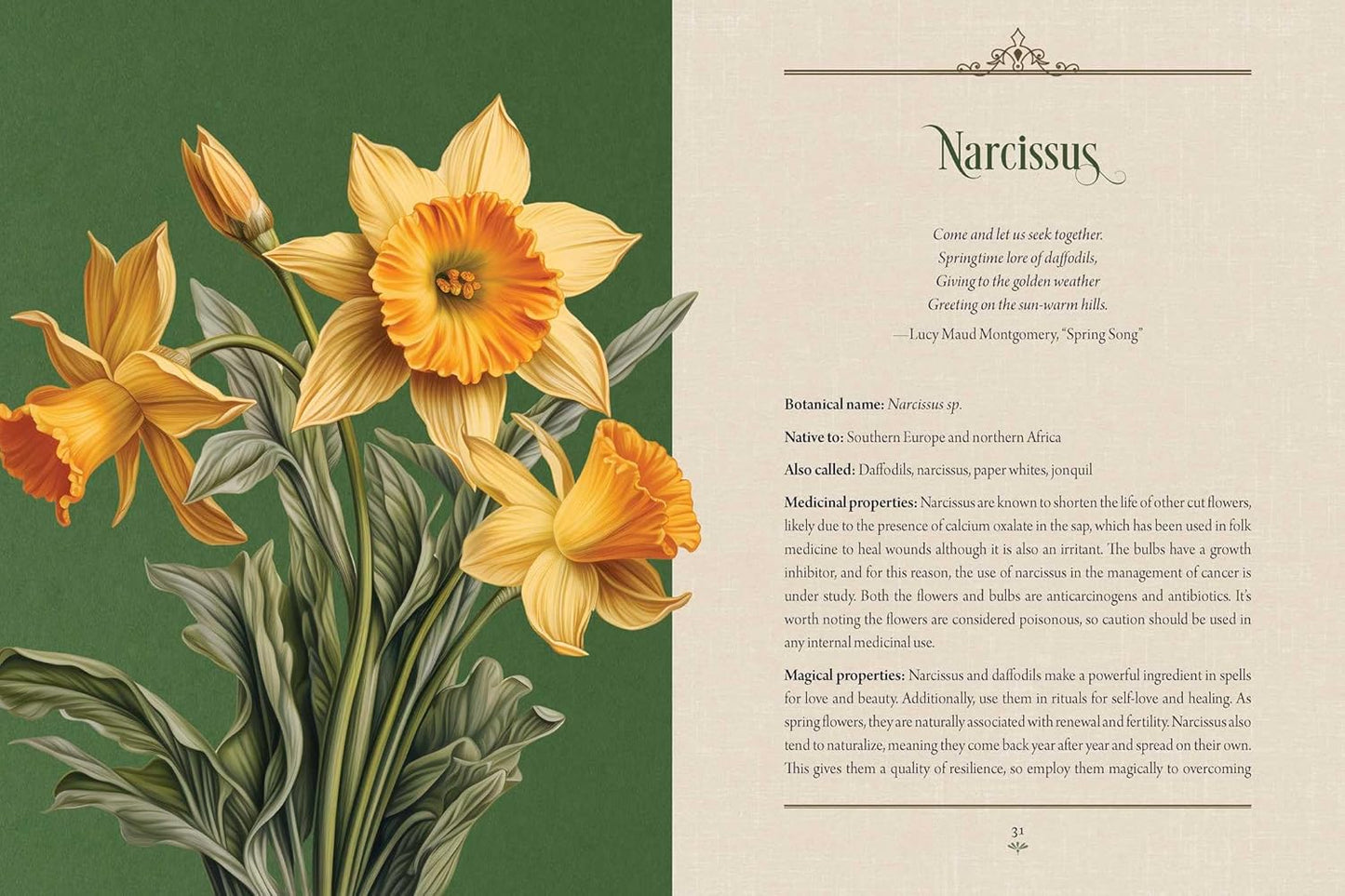 Enchanted Plants: A Treasury of Botanical Folklore and Magic by Varla A Ventura