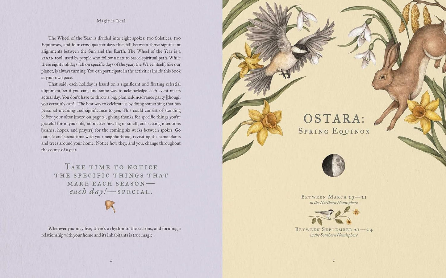 The Wheel of the Year: An Illustrated Guide to Nature's Rhythms by Fiona Cook, Jessica Roux (Illustrator)