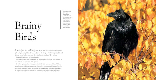 Bird Brains: The Intelligence of Crows, Ravens, Magpies, and Jays: The Intelligence of Crows, Ravens, Magpies, and Jays