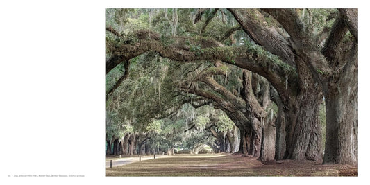 Oak: From Seed to Ancient Tree: From Seed to Ancient Tree