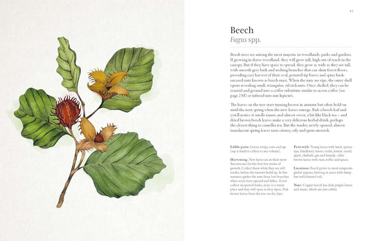 A Forager's Guide to Wild Drinks: Ferments, Infusions and Thirst-Quenchers for Every Season