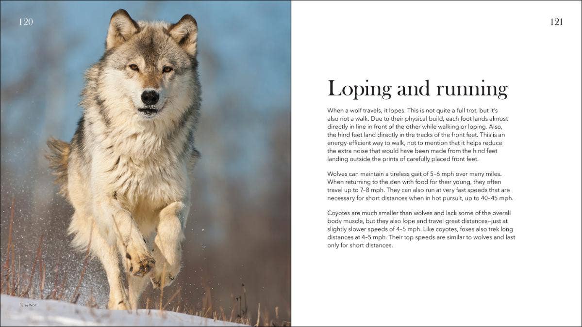 Wolves, Coyotes & Foxes: Symbols of the Wild: Symbols of the Wild