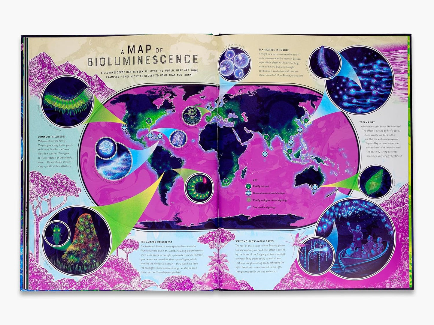 Glow: The Wild Wonders of Bioluminescence by Jennifer N R Smith