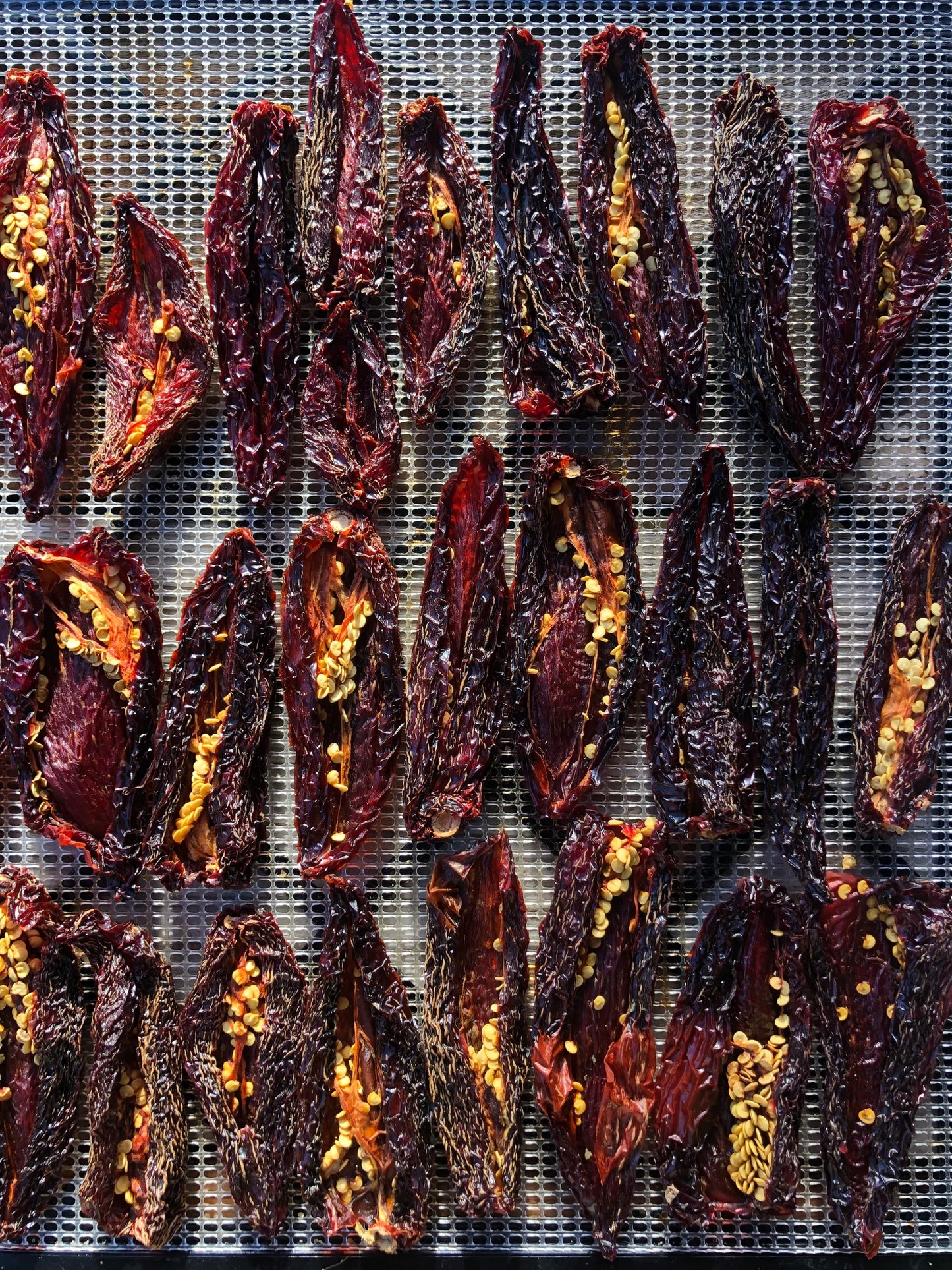 The Goof (limited) - Wild Coast Brew Loose Leaf Tea