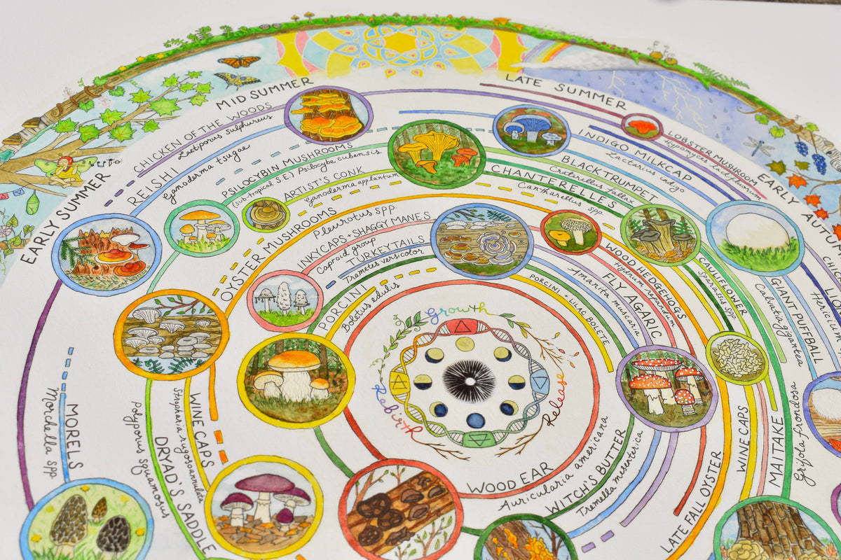 Mushroom Foraging Calendar | Edible & Medicinal Fungi Guide