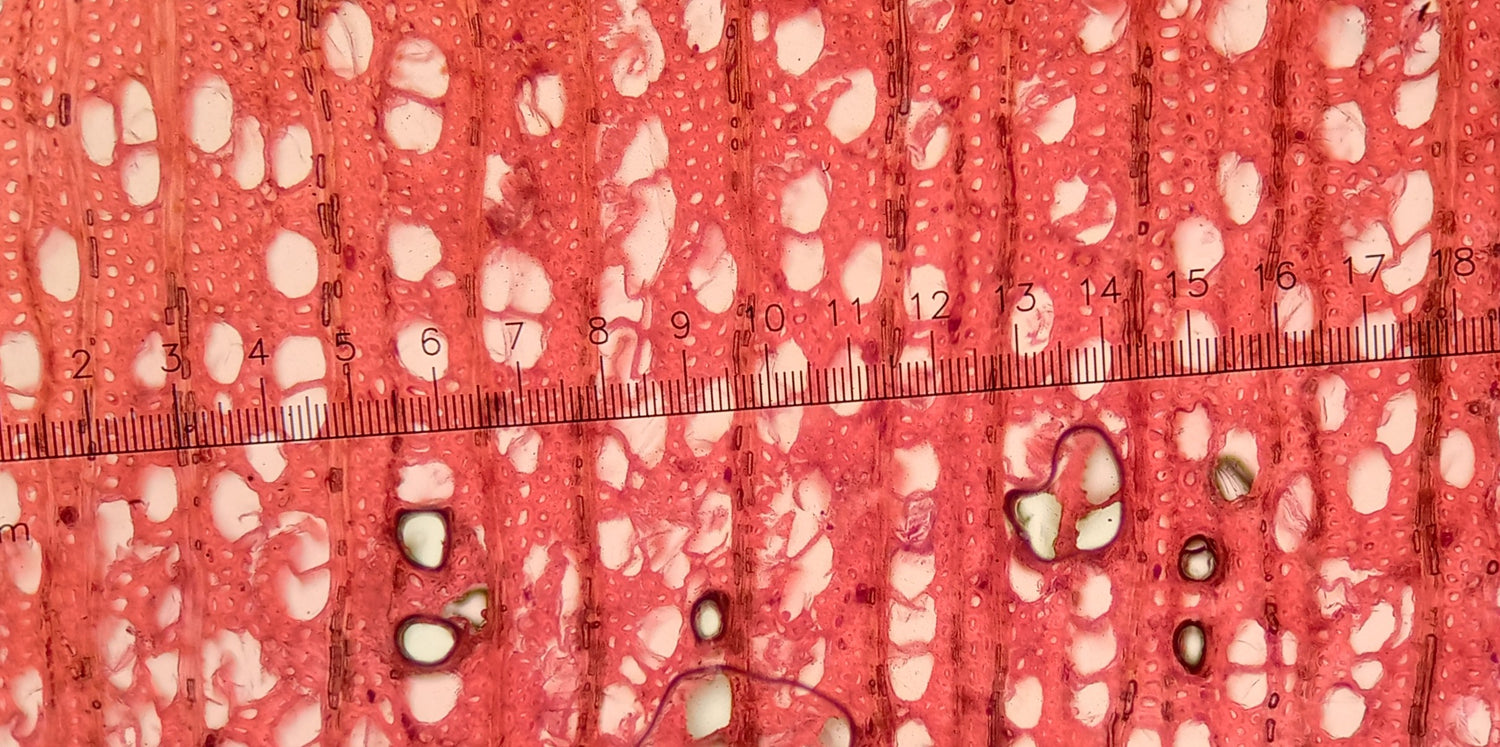 Wood Identification and Resource Manuals