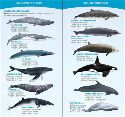 Whale-Watching on the Pacific Coast: Easily Identify Whales, Dolphins, and Other Marine Mammals: Easily Identify Whales, Dolphins, and Other Marine Mammals