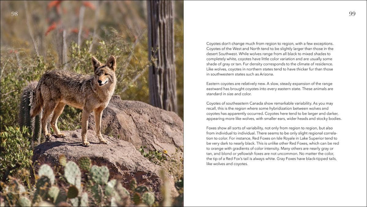Wolves, Coyotes & Foxes: Symbols of the Wild: Symbols of the Wild