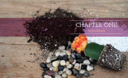 Terrariums Reimagined: Mini Worlds Made in Creative Containers