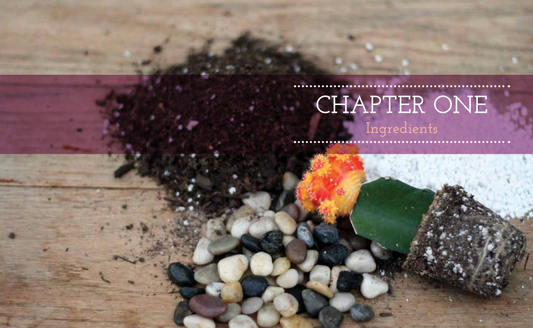 Terrariums Reimagined: Mini Worlds Made in Creative Containers