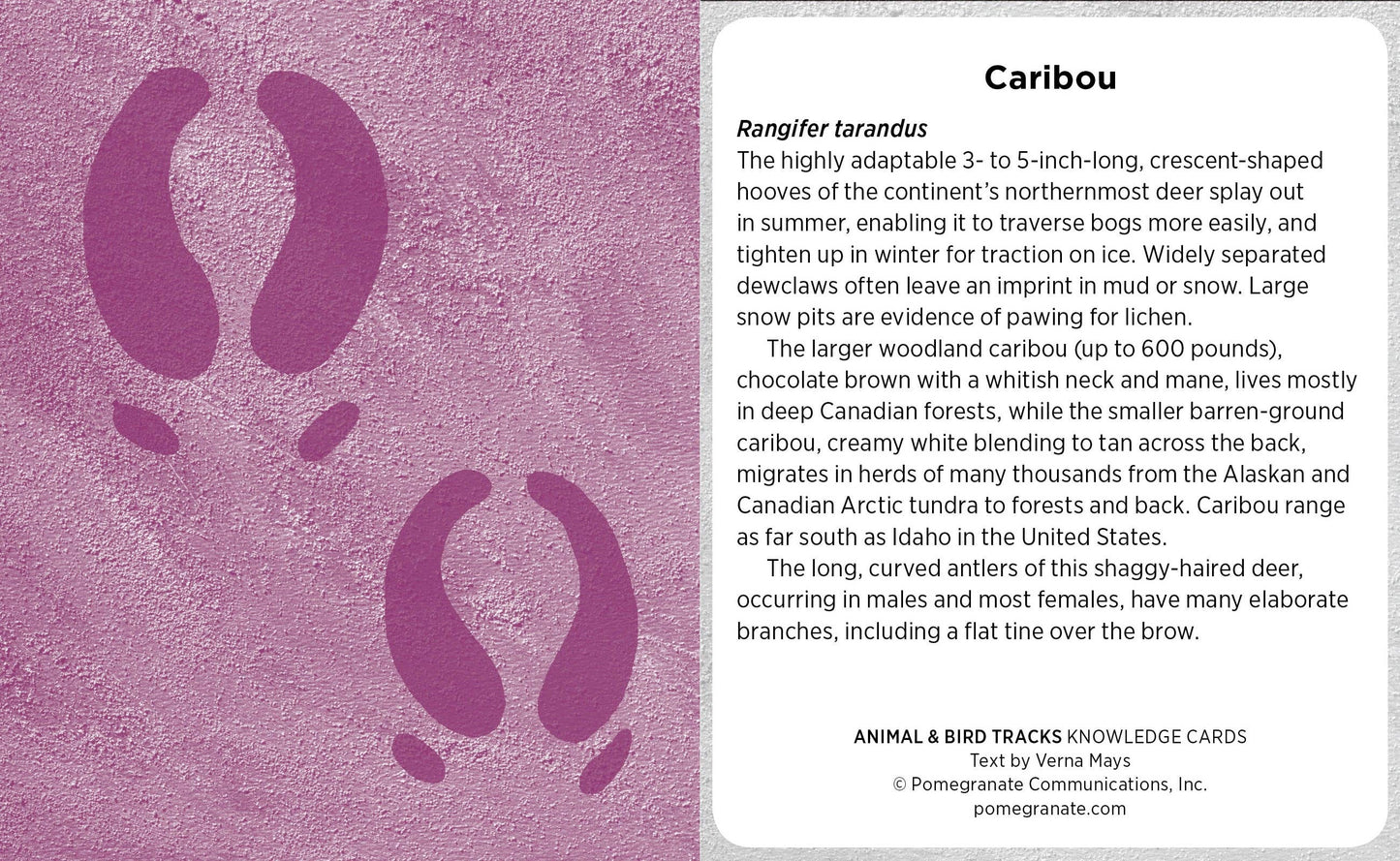 Animal & Bird Tracks: A Handy Reference Knowledge Cards: A Handy Reference Knowledge Cards