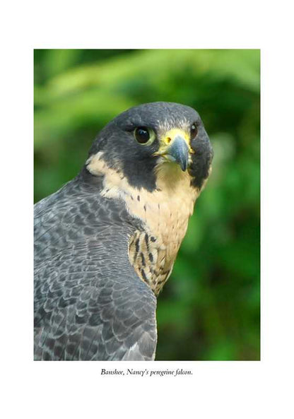 The Hawk's Way: Encounters with Fierce Beauty: Encounters with Fierce Beauty