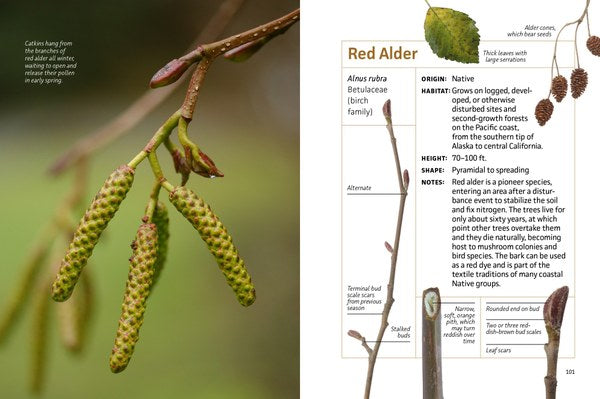 Winter Twigs of the Pacific Northwest: Common Trees and Shrubs