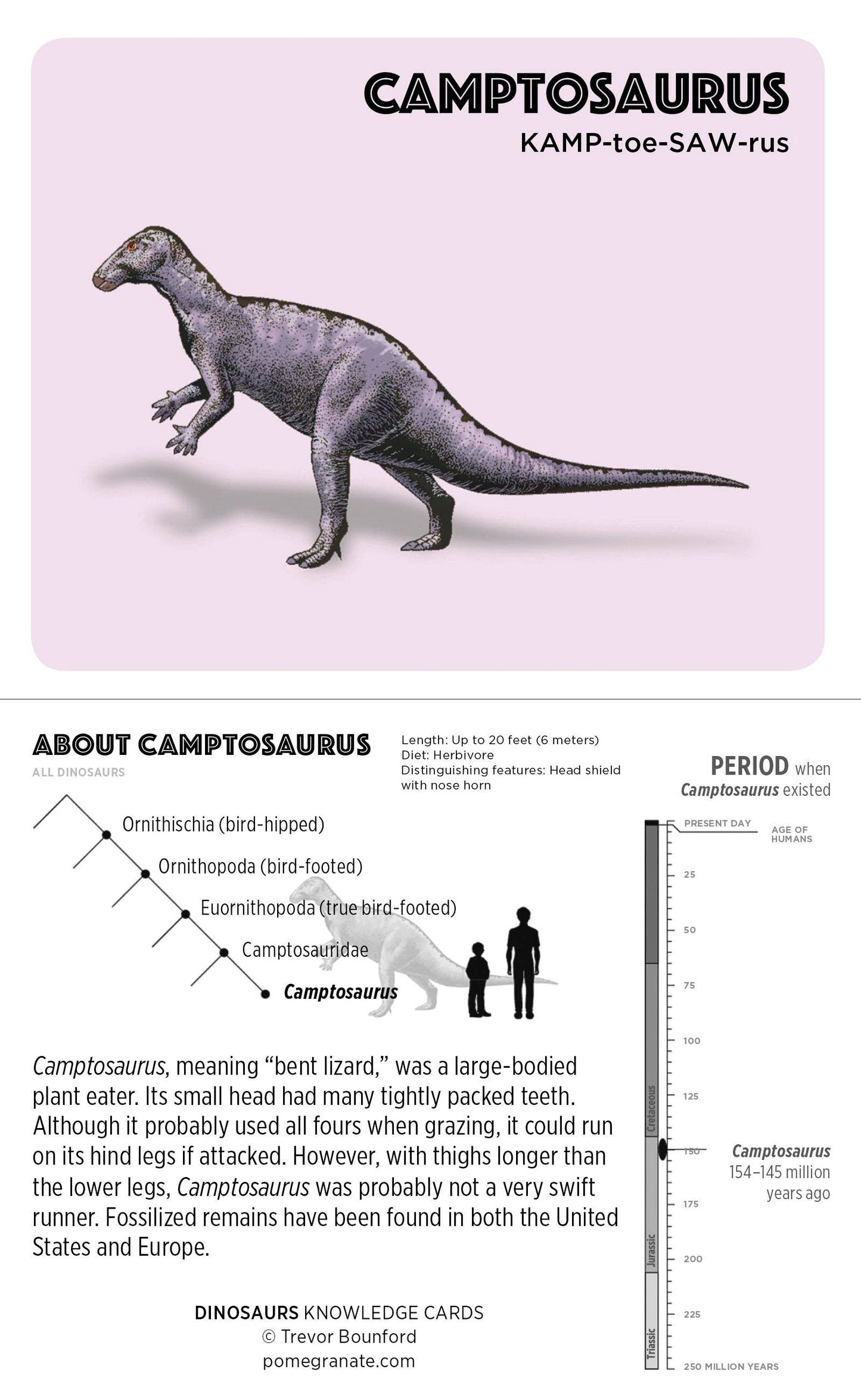 Dinosaurs Knowledge Cards