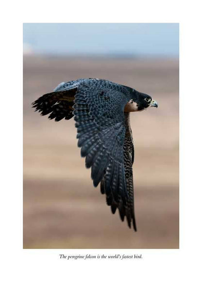 The Hawk's Way: Encounters with Fierce Beauty: Encounters with Fierce Beauty