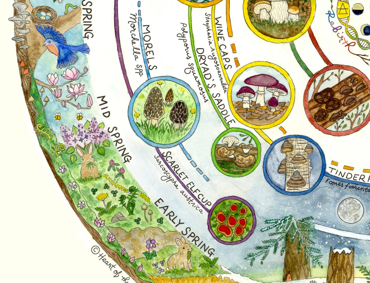 Mushroom Foraging Calendar | Edible & Medicinal Fungi Guide