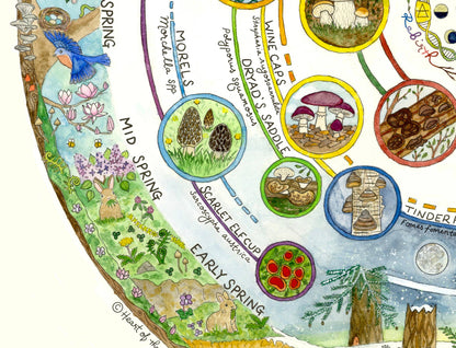 Mushroom Foraging Calendar | Edible & Medicinal Fungi Guide