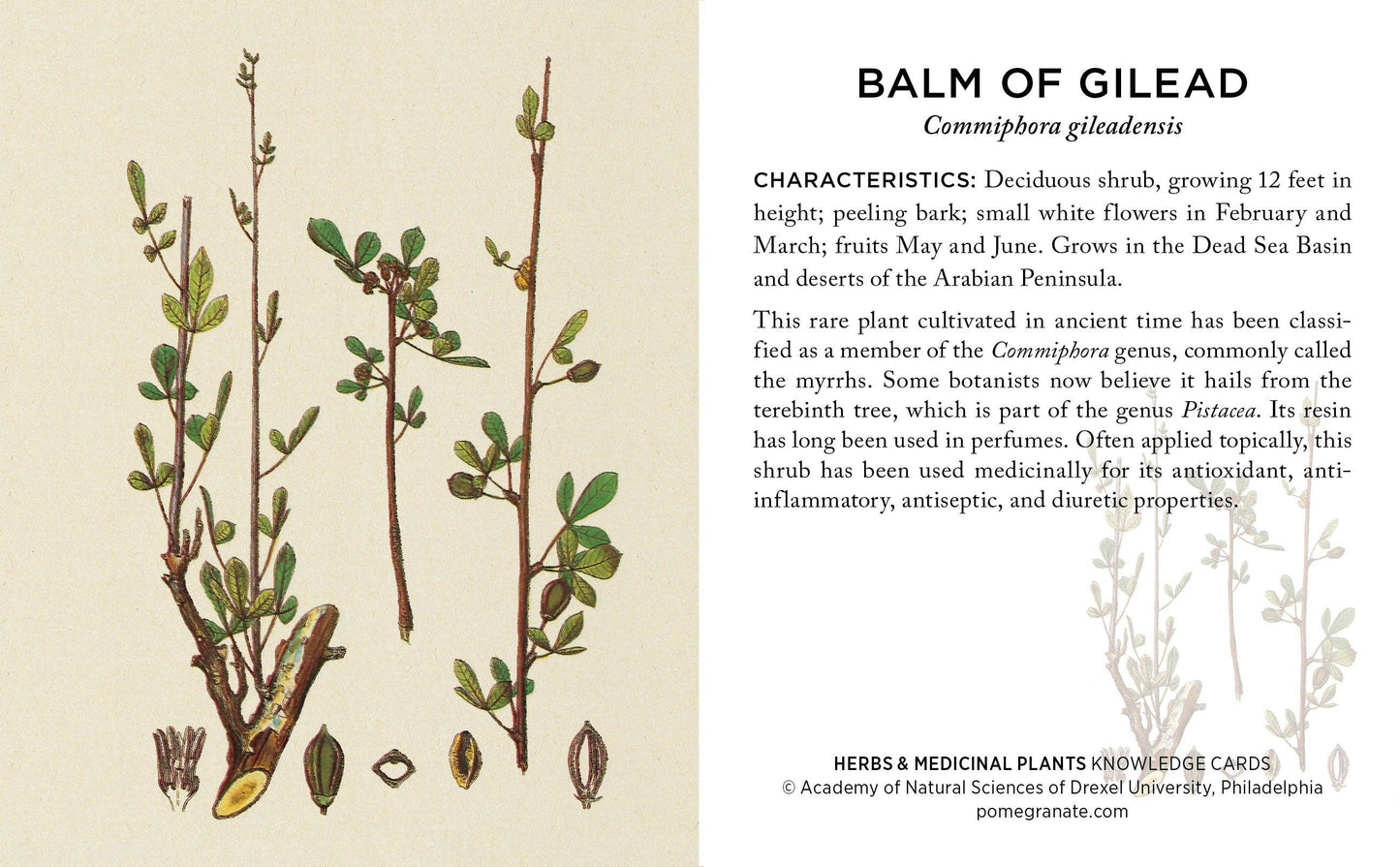 Herbs and Medicinal Plants: The Academy of Natural Sciences Knowledge Cards