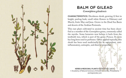 Herbs and Medicinal Plants: The Academy of Natural Sciences Knowledge Cards