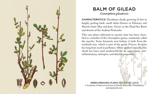 Herbs and Medicinal Plants: The Academy of Natural Sciences Knowledge Cards