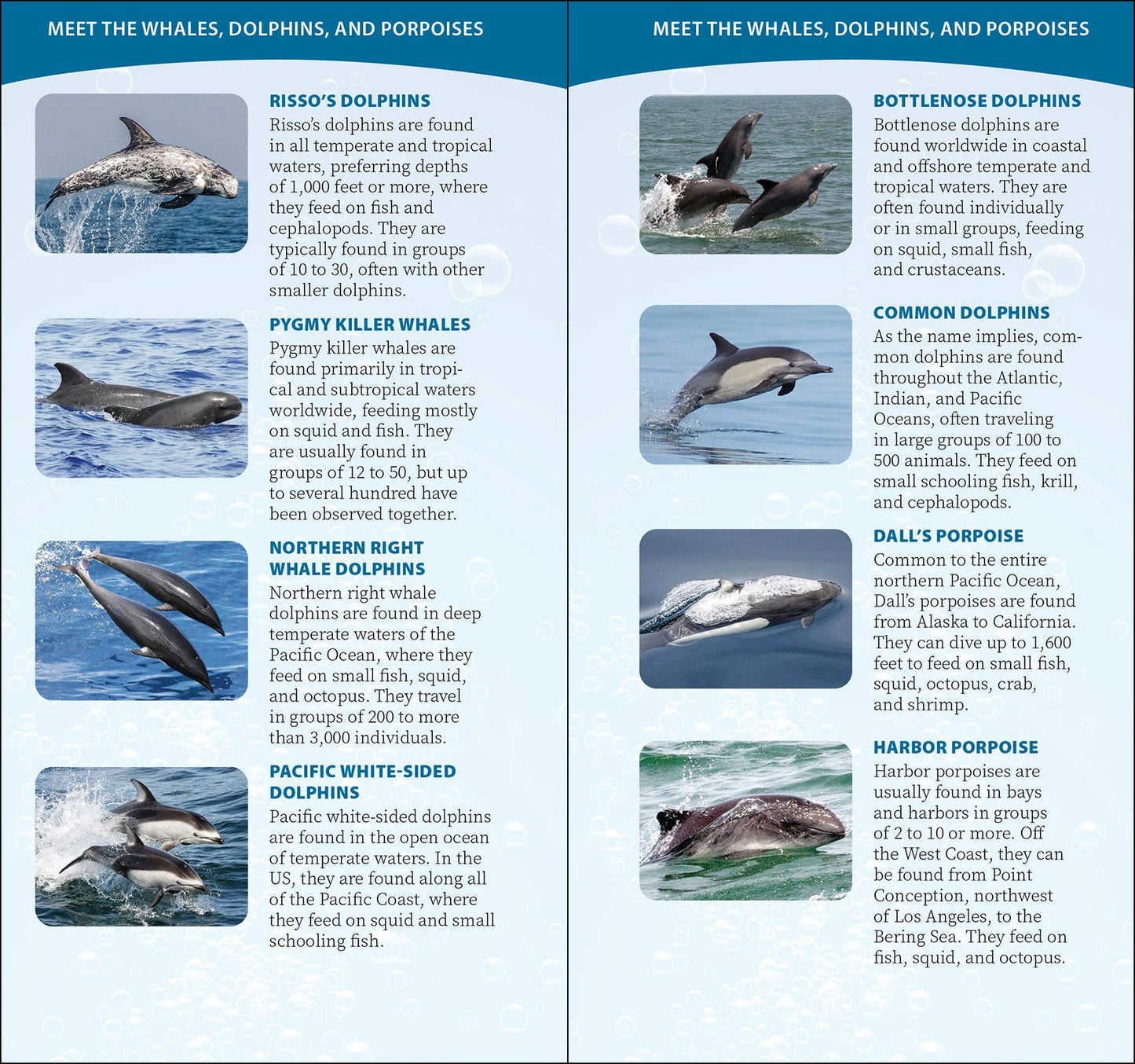Whale-Watching on the Pacific Coast: Easily Identify Whales, Dolphins, and Other Marine Mammals: Easily Identify Whales, Dolphins, and Other Marine Mammals