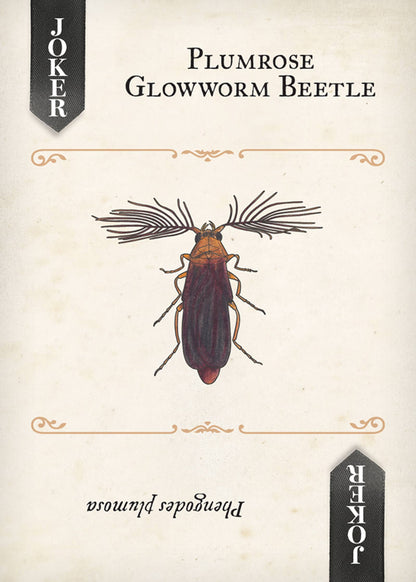 Beetles Playing Cards