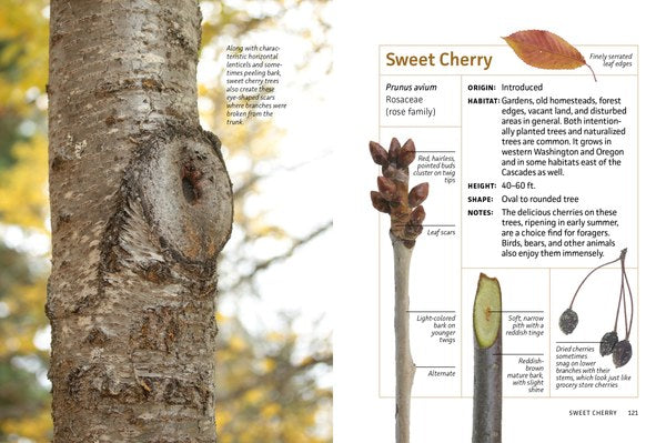 Winter Twigs of the Pacific Northwest: Common Trees and Shrubs