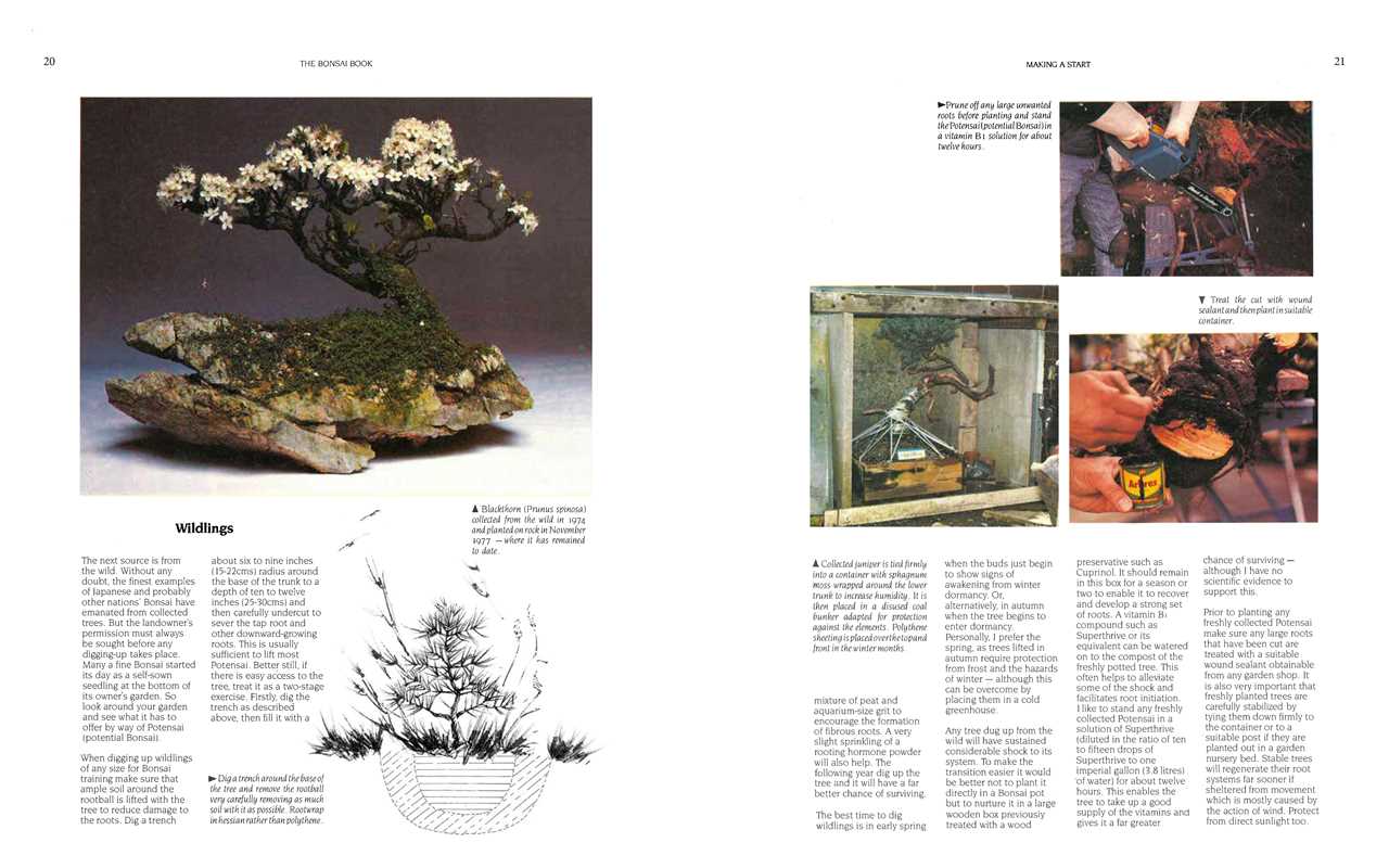 The Bonsai Book: The Definitive Illustrated Guide by Dan Barton