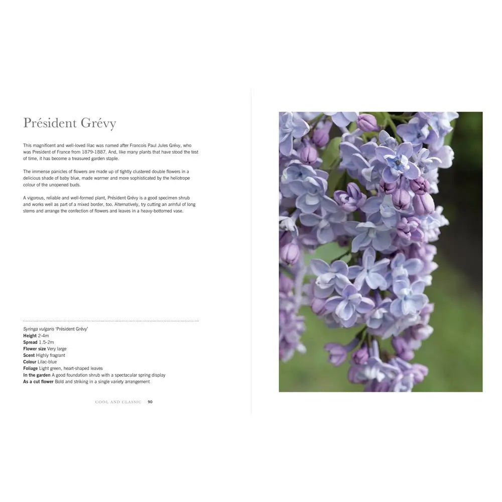 Lilacs: Beautiful Varieties for Home and Garden