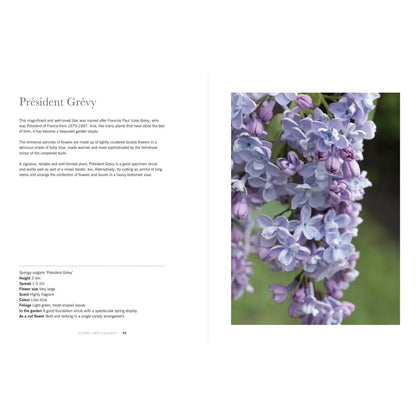 Lilacs: Beautiful Varieties for Home and Garden