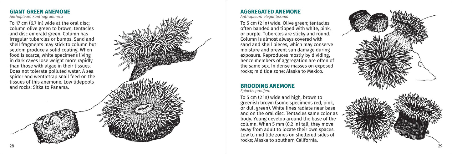 Pacific Intertidal Life 2nd Edition