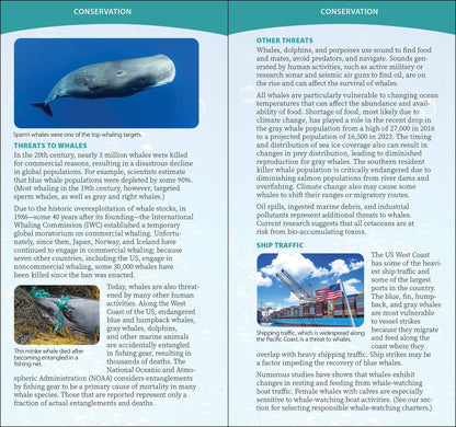 Whale-Watching on the Pacific Coast: Easily Identify Whales, Dolphins, and Other Marine Mammals: Easily Identify Whales, Dolphins, and Other Marine Mammals