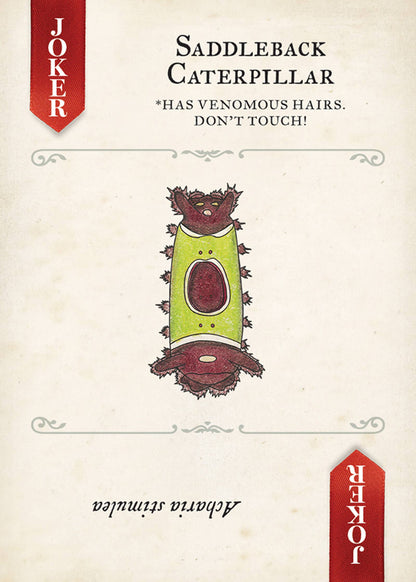 Moths Playing Cards