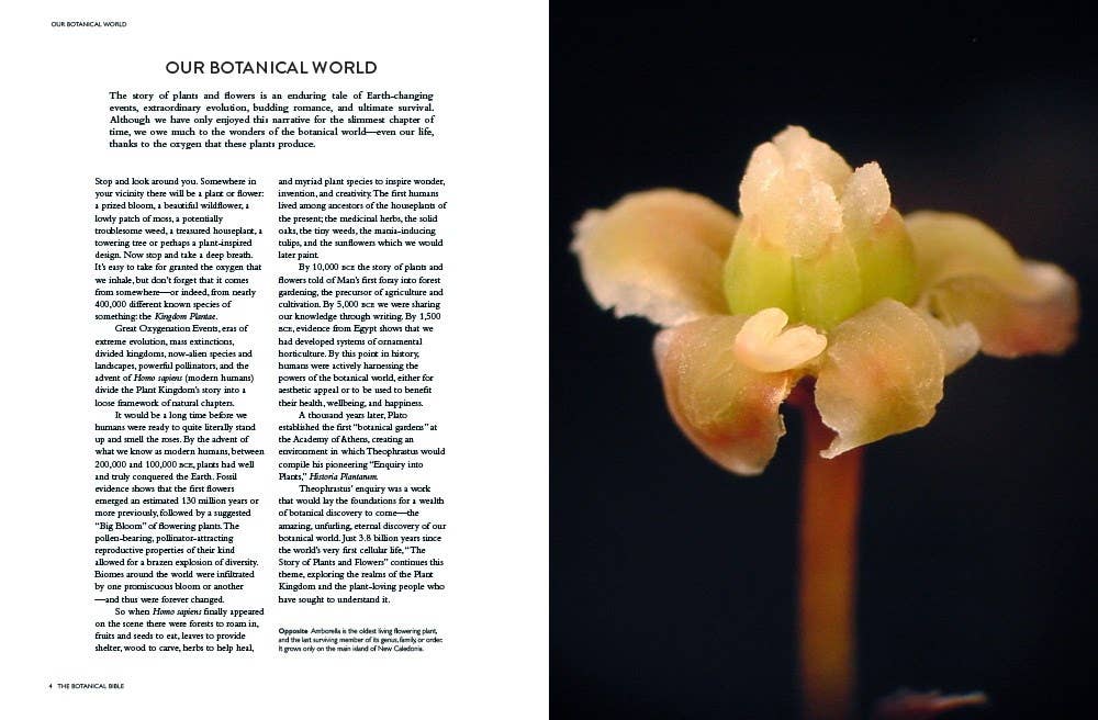 The Botanical Bible: Plants, Flowers, Art, Recipes & Other Home Uses: Plants, Flowers, Art, Recipes & Other Home Uses