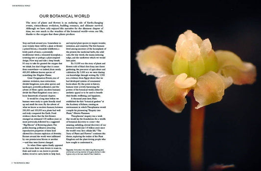The Botanical Bible: Plants, Flowers, Art, Recipes & Other Home Uses: Plants, Flowers, Art, Recipes & Other Home Uses